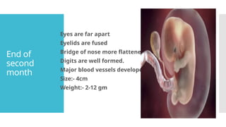 Fused Ridge Example Diagram Human fetal development new teaching.pptx