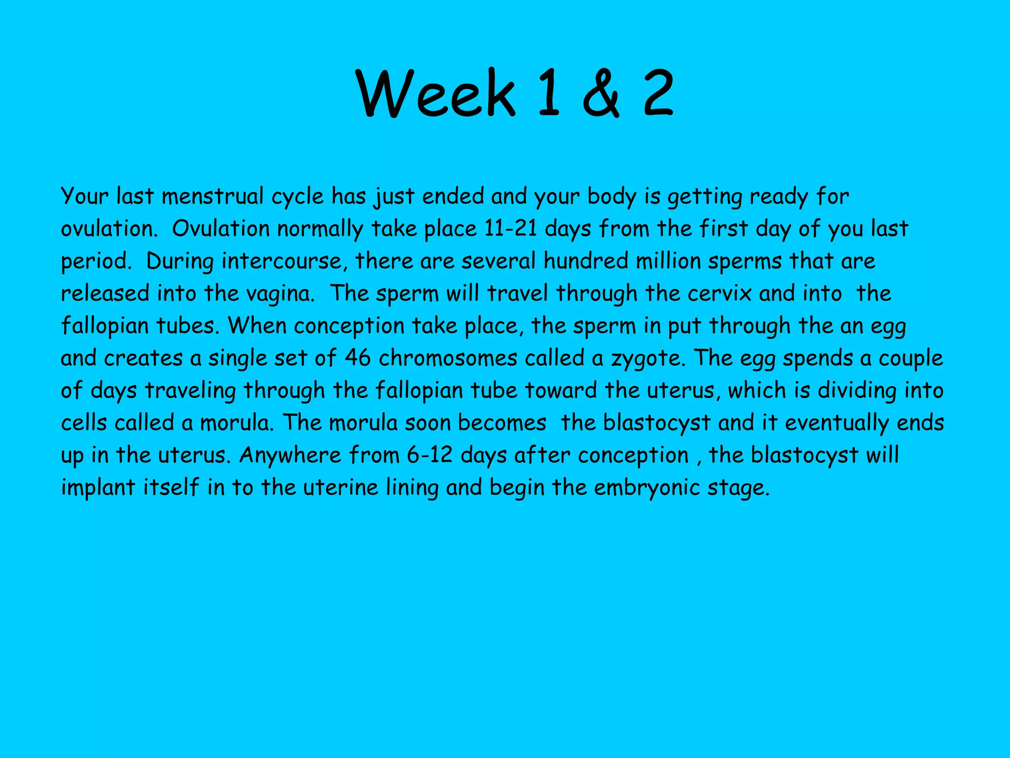  Week 1 & 2  Your last menstrual cycle has just ended and your body is getting ready for ovulation.  Ovulation normally take place 11-21 days from the first day of you last period.  During intercourse, there are several hundred million sperms that are released into the vagina.  The sperm will travel through the cervix and into  the fallopian tubes. When conception take place, the sperm in put through the an egg and creates a single set of 46 chromosomes called a zygote. The egg spends a couple of days traveling through the fallopian tube toward the uterus, which is dividing into cells called a morula. The morula soon becomes  the blastocyst and it eventually ends up in the uterus. Anywhere from 6-12 days after conception , the blastocyst will implant itself in to the uterine lining and begin the embryonic stage. 