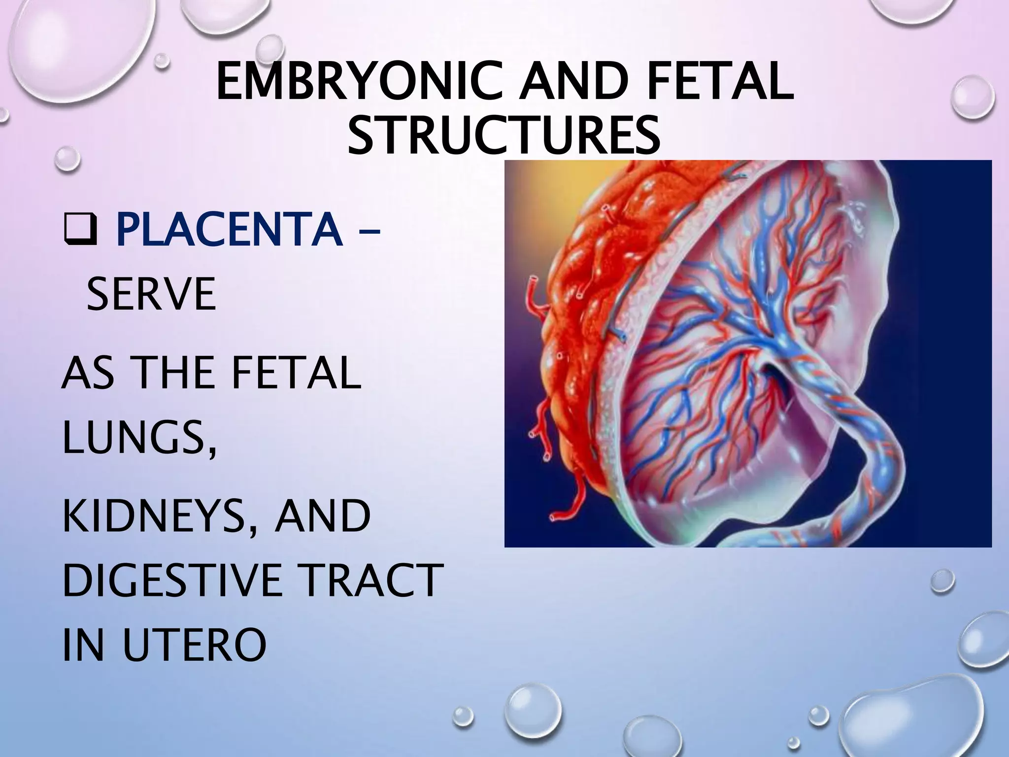 Fetal Development Stages Ppt Fetal Development Stages Ppt