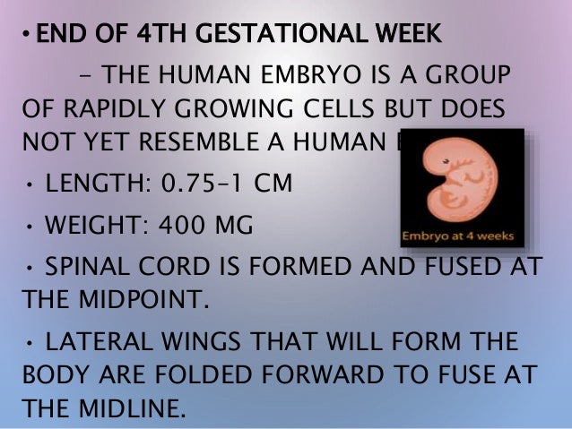 Fetal development stages