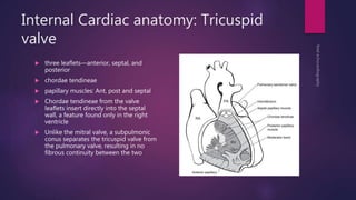 Internal Cardiac anatomy: Tricuspid
valve
 three leaflets—anterior, septal, and
posterior
 chordae tendineae
 papillary muscles: Ant, post and septal
 Chordae tendineae from the valve
leaflets insert directly into the septal
wall, a feature found only in the right
ventricle
 Unlike the mitral valve, a subpulmonic
conus separates the tricuspid valve from
the pulmonary valve, resulting in no
fibrous continuity between the two
 