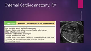 Internal Cardiac anatomy: RV
 