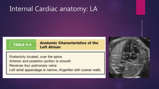 Internal Cardiac anatomy: LA
 