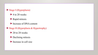 ►Stage I (Hyperplasia)
►4 to 20 weeks
►Rapid mitosis
►Increase of DNA content
►Stage II (Hyperplasia & Hypertrophy)
►20 to 28 weeks
►Declining mitosis
►Increase in cell size
 