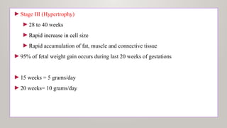 ►Stage III (Hypertrophy)
►28 to 40 weeks
►Rapid increase in cell size
►Rapid accumulation of fat, muscle and connective tissue
►95% of fetal weight gain occurs during last 20 weeks of gestations
►15 weeks = 5 grams/day
►20 weeks= 10 grams/day
 
