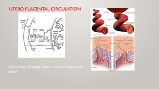 UTERO PLACENTAL CIRCULATION
Conversion of spiral artery into utero placental
vessel
 
