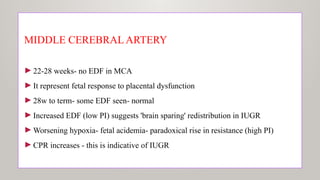 MIDDLE CEREBRAL ARTERY
►22-28 weeks- no EDF in MCA
►It represent fetal response to placental dysfunction
►28w to term- some EDF seen- normal
►Increased EDF (low PI) suggests 'brain sparing' redistribution in IUGR
►Worsening hypoxia- fetal acidemia- paradoxical rise in resistance (high PI)
►CPR increases - this is indicative of IUGR
 