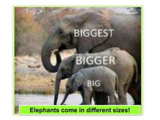 Elephants come in different sizes!
 