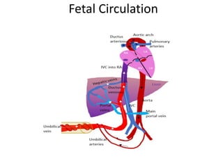 Fetal Circulation
 