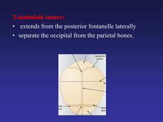 2-lambdoid suture:
• extends from the posterior fontanelle laterally
• separate the occipital from the parietal bones.
 
