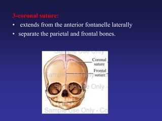 3-coronal suture:
• extends from the anterior fontanelle laterally
• separate the parietal and frontal bones.
 