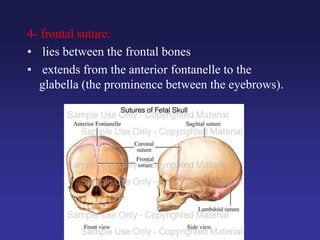 4- frontal suture:
• lies between the frontal bones
• extends from the anterior fontanelle to the
glabella (the prominence between the eyebrows).
 