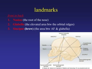 landmarks
front to back
1. Nasion (the root of the nose)
2. Glabella (the elevated area btw the orbital ridges)
3. Sinciput (brow) (the area btw AF & glabella)
 