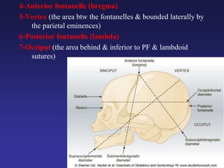 4-Anterior fontanelle (bregma)
5-Vertex (the area btw the fontanelles & bounded laterally by
the parietal eminences)
6-Posterior fontanelle (lambda)
7-Occiput (the area behind & inferior to PF & lambdoid
sutures)
 