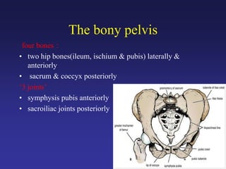 The bony pelvis
four bones :
• two hip bones(ileum, ischium & pubis) laterally &
anteriorly
• sacrum & coccyx posteriorly
‘3 joints’
• symphysis pubis anteriorly
• sacroiliac joints posteriorly
 