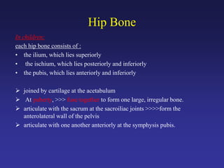 Hip Bone
In children:
each hip bone consists of :
• the ilium, which lies superiorly
• the ischium, which lies posteriorly and inferiorly
• the pubis, which lies anteriorly and inferiorly
 joined by cartilage at the acetabulum
 At puberty, >>> fuse together to form one large, irregular bone.
 articulate with the sacrum at the sacroiliac joints >>>>form the
anterolateral wall of the pelvis
 articulate with one another anteriorly at the symphysis pubis.
 