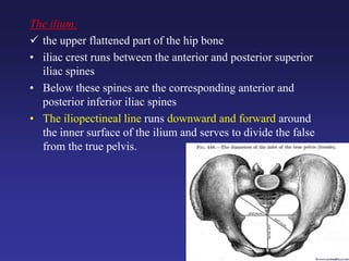 The ilium,
 the upper flattened part of the hip bone
• iliac crest runs between the anterior and posterior superior
iliac spines
• Below these spines are the corresponding anterior and
posterior inferior iliac spines
• The iliopectineal line runs downward and forward around
the inner surface of the ilium and serves to divide the false
from the true pelvis.
 