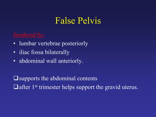 False Pelvis
bordered by:
• lumbar vertebrae posteriorly
• iliac fossa bilaterally
• abdominal wall anteriorly.
supports the abdominal contents
after 1st trimester helps support the gravid uterus.
 