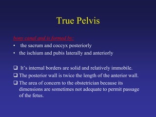 True Pelvis
bony canal and is formed by:
• the sacrum and coccyx posteriorly
• the ischium and pubis laterally and anteriorly
 It’s internal borders are solid and relatively immobile.
 The posterior wall is twice the length of the anterior wall.
 The area of concern to the obstetrician because its
dimensions are sometimes not adequate to permit passage
of the fetus.
 