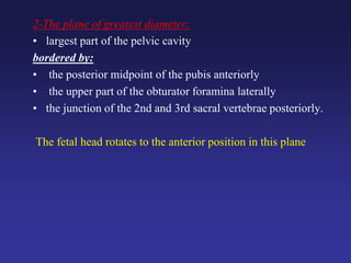 2-The plane of greatest diameter:
• largest part of the pelvic cavity
bordered by:
• the posterior midpoint of the pubis anteriorly
• the upper part of the obturator foramina laterally
• the junction of the 2nd and 3rd sacral vertebrae posteriorly.
The fetal head rotates to the anterior position in this plane
 