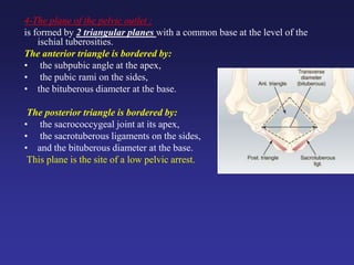 4-The plane of the pelvic outlet :
is formed by 2 triangular planes with a common base at the level of the
ischial tuberosities.
The anterior triangle is bordered by:
• the subpubic angle at the apex,
• the pubic rami on the sides,
• the bituberous diameter at the base.
The posterior triangle is bordered by:
• the sacrococcygeal joint at its apex,
• the sacrotuberous ligaments on the sides,
• and the bituberous diameter at the base.
This plane is the site of a low pelvic arrest.
 