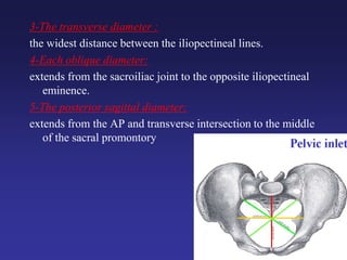 3-The transverse diameter :
the widest distance between the iliopectineal lines.
4-Each oblique diameter:
extends from the sacroiliac joint to the opposite iliopectineal
eminence.
5-The posterior sagittal diameter:
extends from the AP and transverse intersection to the middle
of the sacral promontory
 