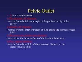 Pelvic Outlet
• 4 important diameters:
1-The anatomic AP diameter:
extends from the inferior margin of the pubis to the tip of the
coccyx
2-obstetric AP diameter:
extends from the inferior margin of the pubis to the sacrococcygeal
joint.
3-The transverse (bituberous) diameter:
extends btw the inner surfaces of the ischial tuberosities,
4-Post. sagittal diameter:
extends from the middle of the transverse diameter to the
sacrococcygeal joint.
 