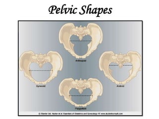 Pelvic Shapes
 