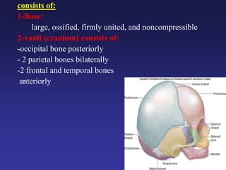 consists of:
1-Base:
large, ossified, firmly united, and noncompressible
2-vault (cranium) consists of:
-occipital bone posteriorly
- 2 parietal bones bilaterally
-2 frontal and temporal bones
anteriorly
 