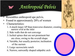 Anthropoid Pelvis
• Resembles anthropoid ape pelvis.
• Found in approximately 20% of women
• Characteristics:
1. A much larger AP than transverse diameter, creating a long
narrow oval at the inlet
2. Side walls that do not converge
3. Ischial spines that are not prominent but
are close, owing to the overall shape
4. Variable, but usually posterior, inclination
of the sacrum
5. Large sacrosciatic notch
6. Narrow, outwardly shaped subpubic arch
 