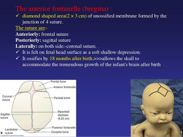 Fetal head, maternal pelvis & pelvimetry