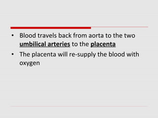 • Blood travels back from aorta to the two
umbilical arteries to the placenta
• The placenta will re-supply the blood with
oxygen
 