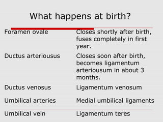 What happens at birth?
Foramen ovale Closes shortly after birth,
fuses completely in first
year.
Ductus arteriousus Closes soon after birth,
becomes ligamentum
arteriousum in about 3
months.
Ductus venosus Ligamentum venosum
Umbilical arteries Medial umbilical ligaments
Umbilical vein Ligamentum teres
 