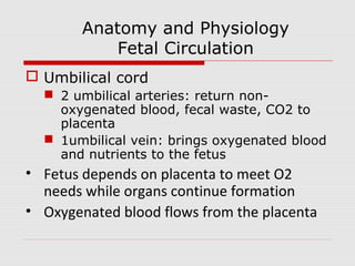 Anatomy and Physiology
Fetal Circulation
 Umbilical cord
 2 umbilical arteries: return non-
oxygenated blood, fecal waste, CO2 to
placenta
 1umbilical vein: brings oxygenated blood
and nutrients to the fetus
• Fetus depends on placenta to meet O2
needs while organs continue formation
• Oxygenated blood flows from the placenta
 