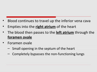 • Blood continues to travel up the inferior vena cava
• Empties into the right atrium of the heart
• The blood then passes to the left atrium through the
foramen ovale
• Foramen ovale
– Small opening in the septum of the heart
– Completely bypasses the non-functioning lungs
 