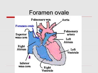 Foramen ovaleForamen ovale
 