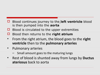  Blood continues journey to the left ventricle blood
is then pumped into the aorta
 Blood is circulated to the upper extremities
 Blood then returns to the right atrium
• From the right atrium, the blood goes to the right
ventricle then to the pulmonary arteries
• Pulmonary arteries
– Small amount goes to the maturing lungs
• Rest of blood is shunted away from lungs by Ductus
ateriosus back to aorta
 