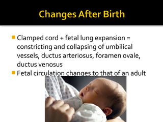  Clamped cord + fetal lung expansion =

constricting and collapsing of umbilical
vessels, ductus arteriosus, foramen ovale,
ductus venosus
 Fetal circulation changes to that of an adult

 