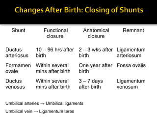 Shunt

Ductus
arteriosus

Functional
closure

Anatomical
closure

Remnant

10 – 96 hrs after 2 – 3 wks after Ligamentum
birth
birth
arteriosum

Formamen Within several
ovale
mins after birth

One year after Fossa ovalis
birth

Ductus
venosus

3 – 7 days
after birth

Within several
mins after birth

Umbilical arteries → Umbilical ligaments
Umbilical vein → Ligamentum teres

Ligamentum
venosum

 