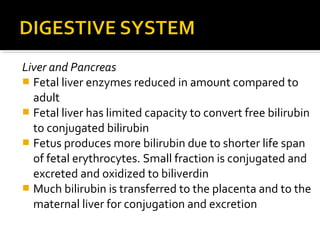 Liver and Pancreas
 Fetal liver enzymes reduced in amount compared to
adult
 Fetal liver has limited capacity to convert free bilirubin
to conjugated bilirubin
 Fetus produces more bilirubin due to shorter life span
of fetal erythrocytes. Small fraction is conjugated and
excreted and oxidized to biliverdin
 Much bilirubin is transferred to the placenta and to the
maternal liver for conjugation and excretion

 