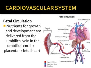 Fetal Circulation
 Nutrients for growth
and development are
delivered from the
umbilical vein in the
umbilical cord →
placenta → fetal heart

 