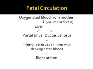 Oxygenated blood from mother
↓ (via umbilical vein)
Liver
Portal sinus Ductus venosus
↓
Inferior vena cava (mixes with
deoxygenated blood)
↓
Right atrium

 