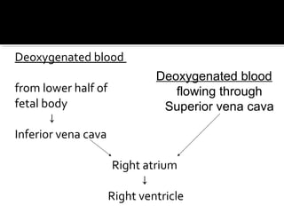 Deoxygenated blood
from lower half of
fetal body
↓
Inferior vena cava

Deoxygenated blood
flowing through
Superior vena cava

Right atrium
↓
Right ventricle

 