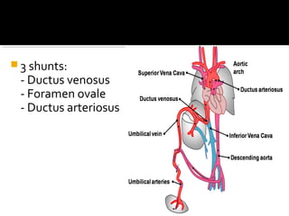  3 shunts:

- Ductus venosus
- Foramen ovale
- Ductus arteriosus

 