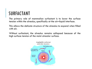 Fetal Lung Development and its applied aspects.pptx