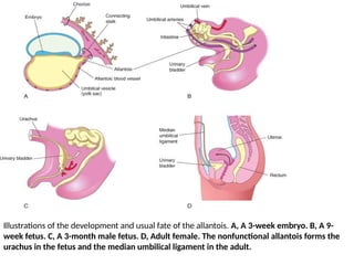 fetal membrane.pptxfjrtttttttyhggggfffftggg | PPTX