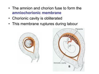 MPdf on Fetal membranes and placenta.pdf