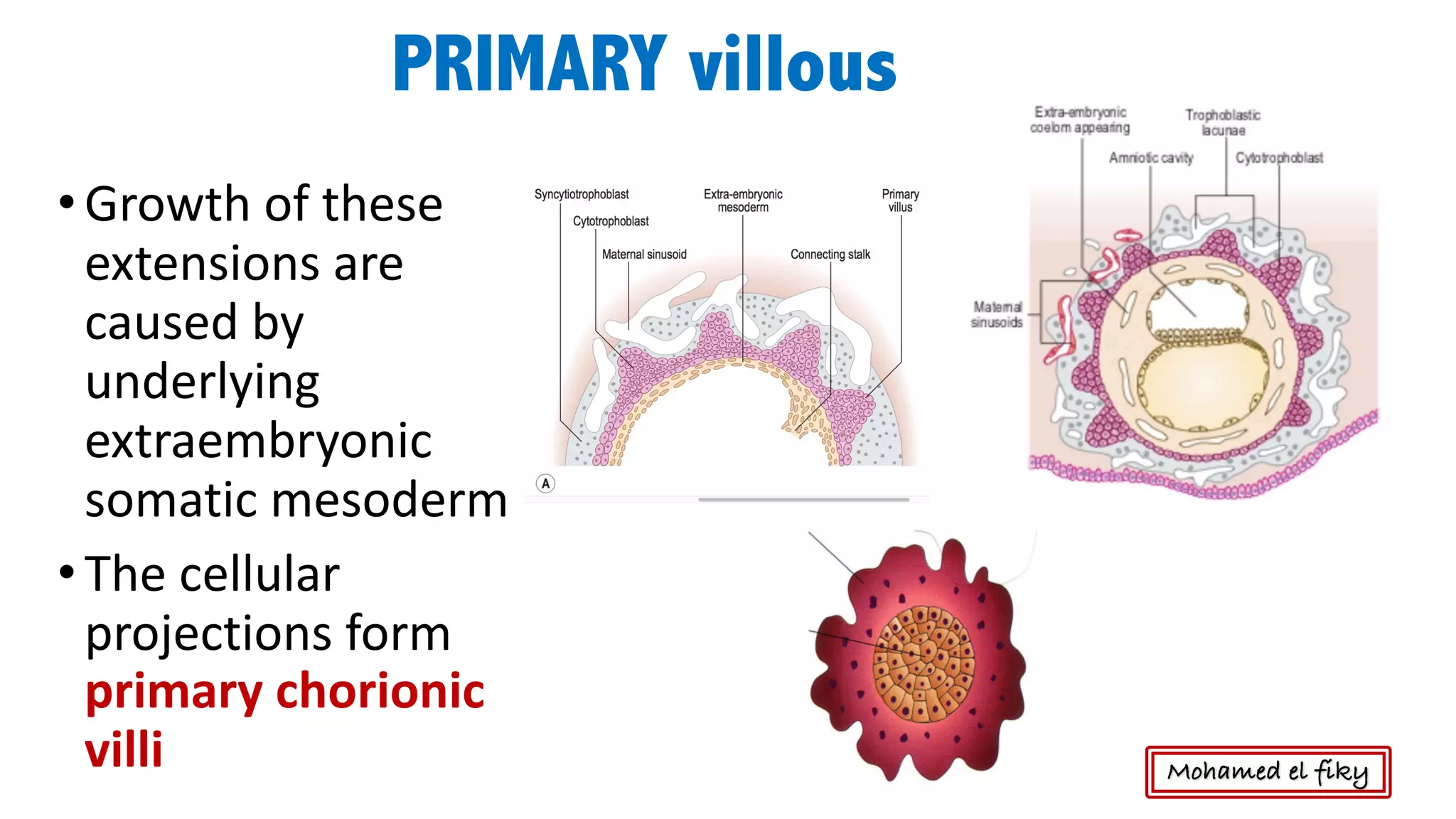 Fetal membranes , placenta and twins | PDF