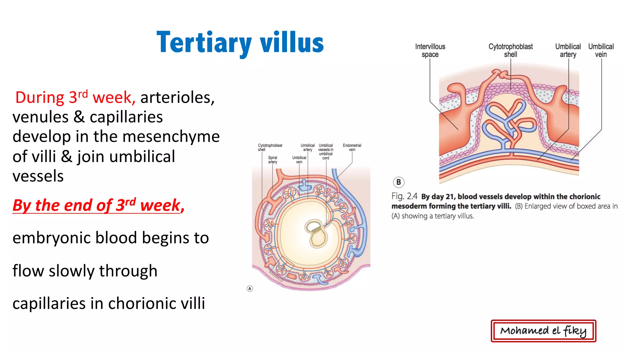 Fetal membranes , placenta and twins | PDF