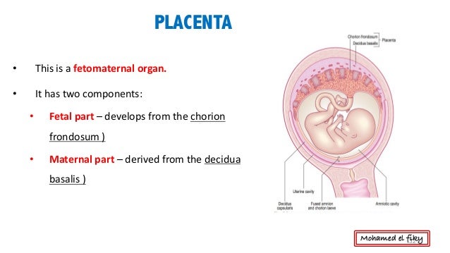 Fetal membranes , placenta and twins